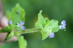 Commelina erecta